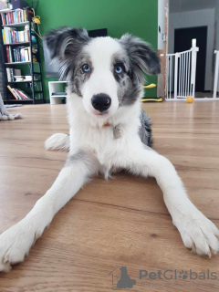 Additional photos: Border Collie / Blue merle / Show type / male / FCI / ZKwP