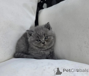 Photo №1. british shorthair - for sale in the city of Aleksandria | 361$ | Announcement № 178675