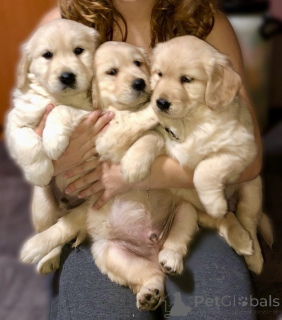 Photo №2 to announcement № 159672 for the sale of golden retriever - buy in Serbia breeder