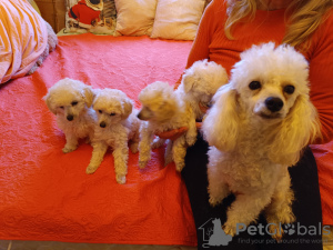 Photo №3. Miniature Poodle Puppies. Estonia