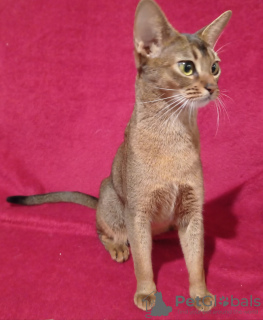 Additional photos: Abyssinian kittens