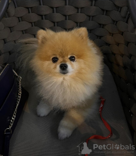 Photo №1. pomeranian - for sale in the city of Reykjavík | negotiated | Announcement № 123111