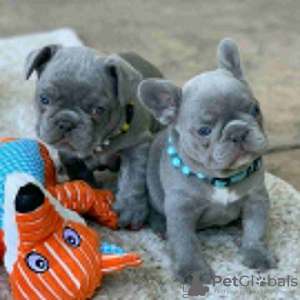 Photo №2 to announcement № 54803 for the sale of french bulldog - buy in Finland private announcement, breeder