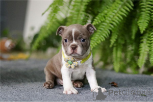Photo №1. boston terrier - for sale in the city of Graz | 361$ | Announcement № 170154