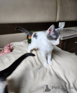 Photo №2 to announcement № 136607 for the sale of european shorthair - buy in Austria private announcement