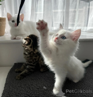 Photo №1. turkish angora - for sale in the city of Grunberg | 361$ | Announcement № 178177
