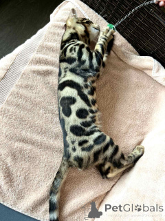 Photo №4. I will sell bengal cat in the city of Minsk. from nursery, breeder - price - 419$