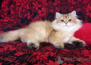 Photo №1. british longhair - for sale in the city of Yeisk | 700$ | Announcement № 41879