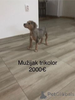 Photo №4. I will sell bull terrier in the city of Ruma. breeder - price - negotiated