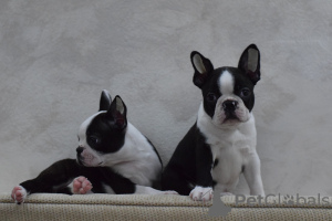 Additional photos: Boston terrier