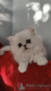 Photo №2 to announcement № 50588 for the sale of persian cat - buy in Ukraine from nursery