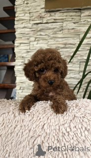 Photo №3. Red boxes toy. Serbia