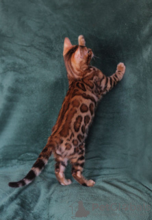 Photo №4. I will sell bengal cat in the city of Cherkasy. from nursery, breeder - price - 500$