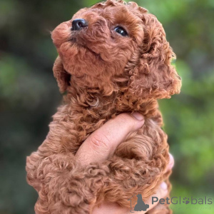 Photo №2 to announcement № 164037 for the sale of poodle (toy) - buy in Finland private announcement, from the shelter