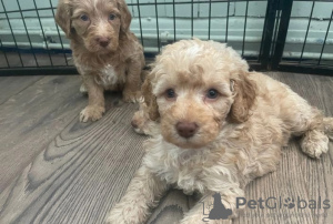 Photo №3. Miniature Goldendoodle Puppies Text 1 (559) 745-5646. United States