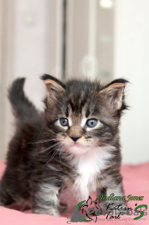 Photo №2 to announcement № 19308 for the sale of maine coon - buy in Russian Federation private announcement, from nursery, breeder