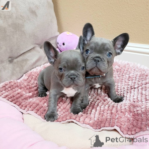 Photo №2 to announcement № 143477 for the sale of french bulldog - buy in Canada private announcement