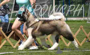 Additional photos: American Akita puppies