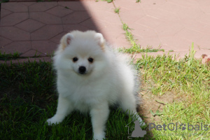 Photo №4. I will sell pomeranian in the city of Москва. breeder - price - 325$