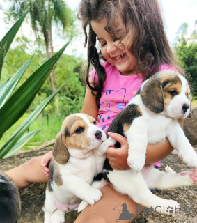 Photo №2 to announcement № 168023 for the sale of beagle - buy in Germany private announcement