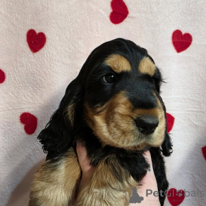 Photo №4. I will sell english cocker spaniel in the city of ALAVUS. private announcement - price - 500$