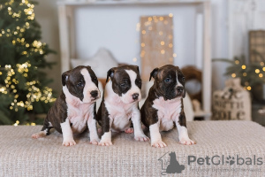 Additional photos: American Staffordshire Terrier puppies