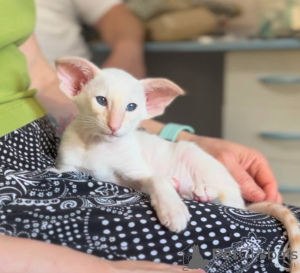 Photo №2 to announcement № 51224 for the sale of oriental shorthair - buy in Estonia from nursery