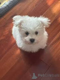 Photo №1. bichon frise - for sale in the city of Helsinki | 516$ | Announcement № 169508