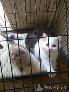 Photo №4. I will sell scottish fold in the city of Tbilisi. private announcement - price - 300$