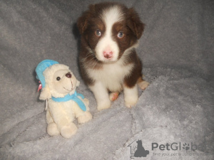 Photo №4. I will sell australian shepherd in the city of Мальмё. private announcement - price - Is free