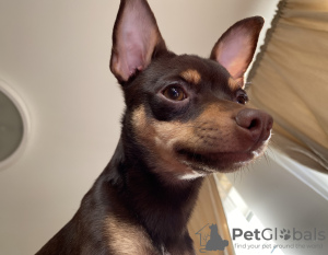 Photo №2 to announcement № 23036 for the sale of english toy terrier - buy in Lithuania private announcement