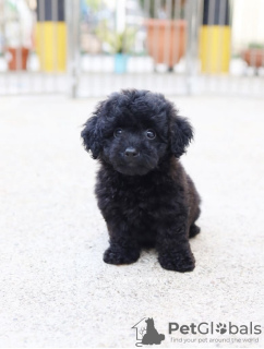 Photo №3. Poodle. Germany