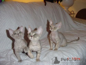 Photo №4. I will sell devon rex in the city of Франкфурт-на-Майне. breeder - price - 423$
