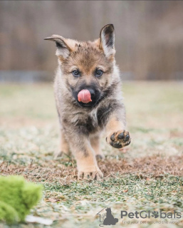 Photo №3. German shepherd for adoption. United Kingdom