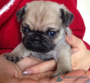 Photo №2 to announcement № 89080 for the sale of pug - buy in Germany breeder