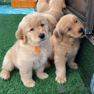 Photo №1. golden retriever - for sale in the city of Sheet | 361$ | Announcement № 171430