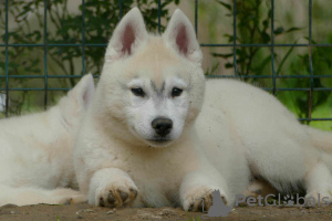 Additional photos: siberian husky BEAUTIFUL dog