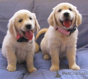 Photo №1. golden retriever - for sale in the city of Dronninglund | negotiated | Announcement № 170295