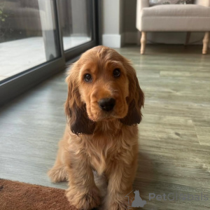 Photo №2 to announcement № 160713 for the sale of english cocker spaniel - buy in Germany private announcement