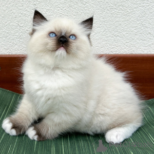 Photo №1. ragdoll - for sale in the city of Aarhus | negotiated | Announcement № 171360