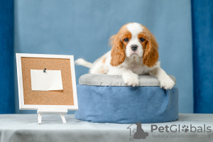 Photo №1. cavalier king charles spaniel - for sale in the city of Permian | Is free | Announcement № 66105