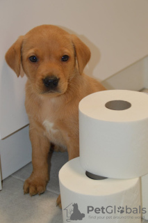 Photo №1. labrador retriever - for sale in the city of New York | 400$ | Announcement № 100566