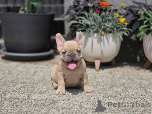 Photo №3. Apollo fully ready for a new home. Germany