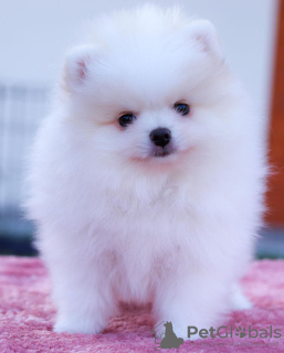 Photo №2 to announcement № 120560 for the sale of pomeranian - buy in Germany private announcement