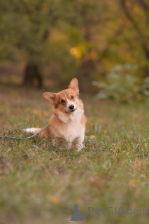 Photo №2. Mating service welsh corgi. Price - negotiated