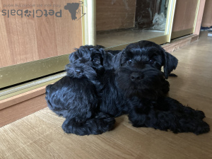 Photo №1. schnauzer - for sale in the city of Москва | negotiated | Announcement № 75140