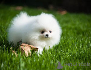 Photo №3. Pomeranian puppies are looking for new loving families.. Austria