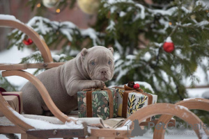 Photo №4. I will sell american bully in the city of New York. private announcement, breeder - price - 1000$