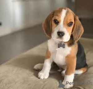 Photo №2 to announcement № 165990 for the sale of beagle - buy in Spain private announcement, breeder