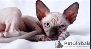 Photo №1. sphynx cat - for sale in the city of Альбервиль | negotiated | Announcement № 57456